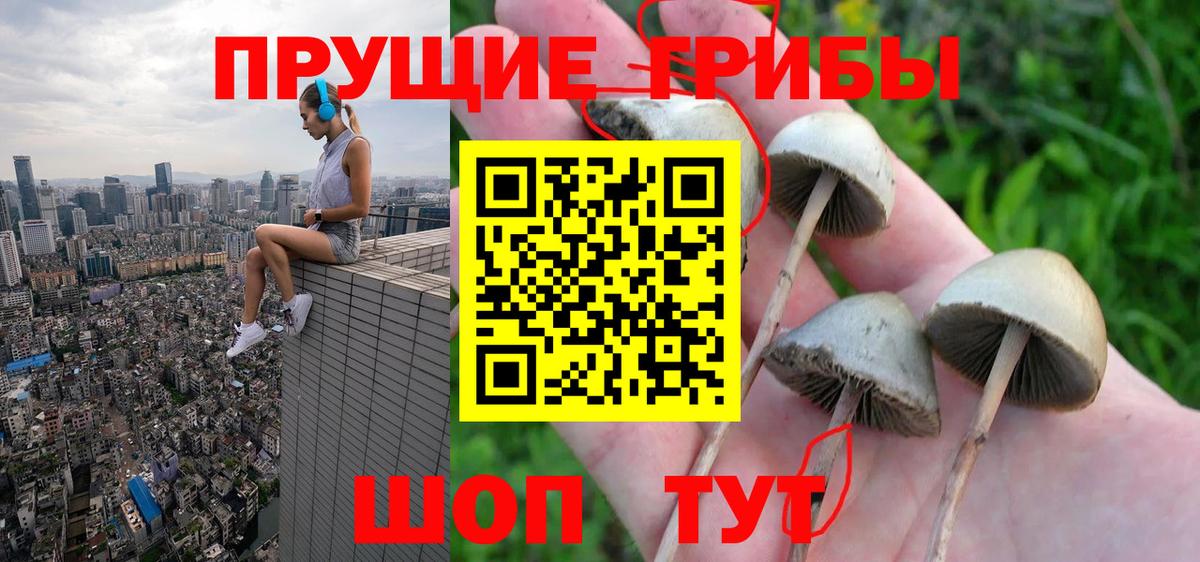 купить  сайты  Псилоцибиновые грибы прущие грибы  Галлюциногенные грибы Psilocybe  Вход с VPN  Свободный 